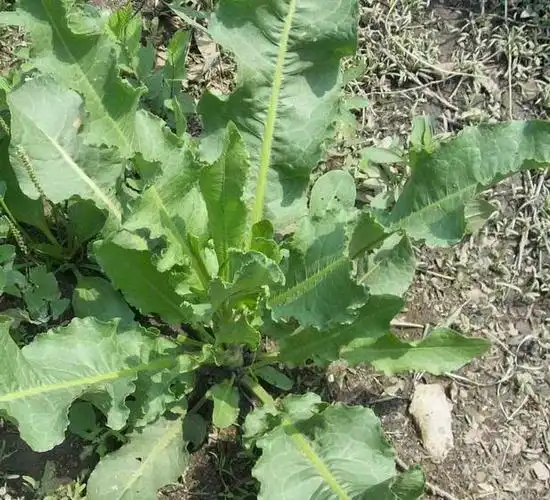 什么是羊皮叶子