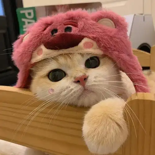 高质感猫咪头像,快乐翻倍!