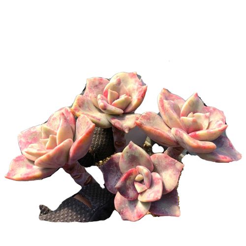 一物一拍小老桩旭鹤多肉植物办公室阳台绿植花卉多肉植物