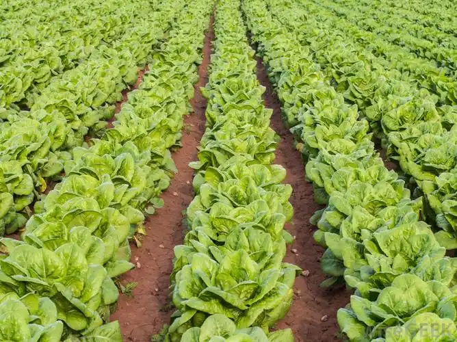 我怎么种冰生菜(grow iceberg lettuce)? - iiiff互动问答平台