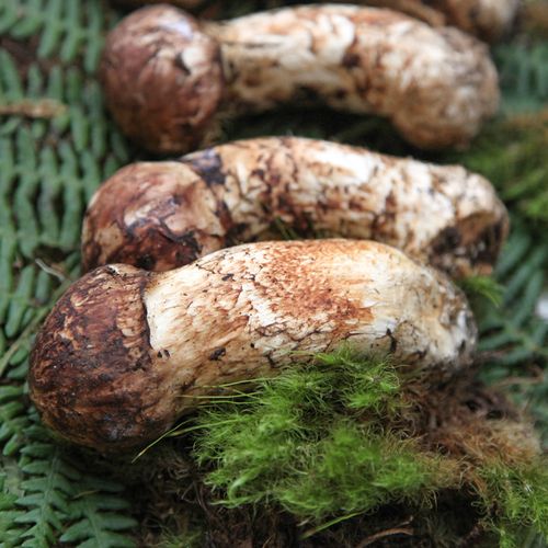 山夫夫子标准级鲜松甄选云南西藏松茸菌菇格里新鲜松茸