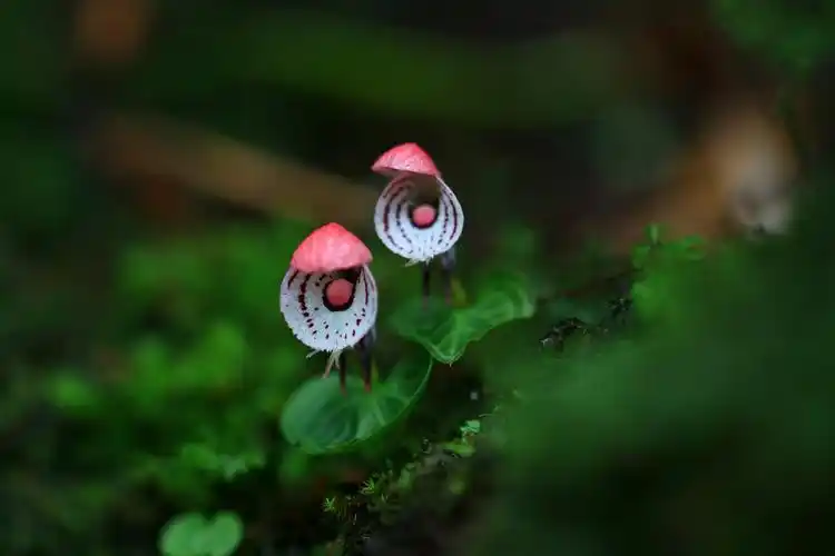 共建地球生命共同体丨云南龙陵首次发现珍稀濒危植物大理铠兰