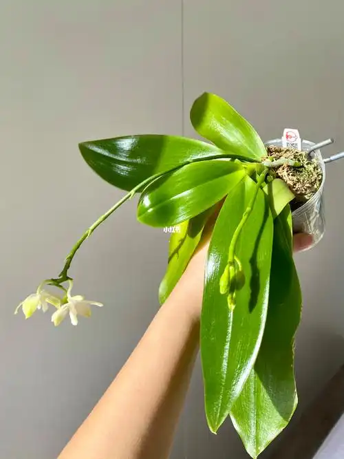 原生蝴蝶兰绿铁爪