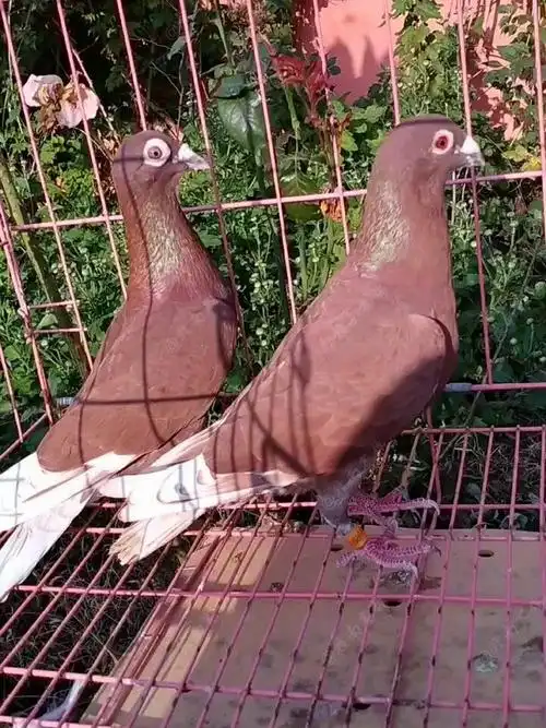 精品红西翁种鸽欣赏