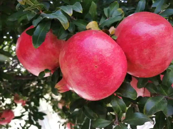 春花秋实——石榴