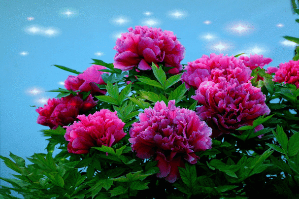 今天是5月13号花好月圆夜送你1314朵牡丹花祝你2019年富贵吉祥花好