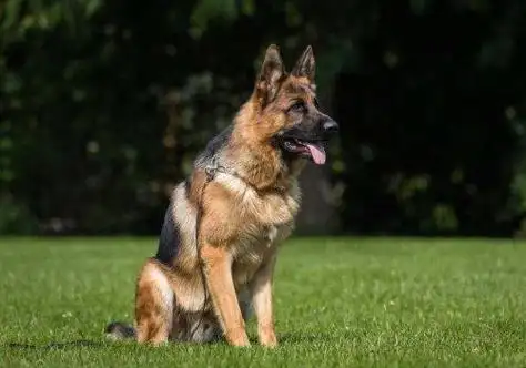 德牧犬的优点和缺点有哪些(德牧犬到底值不值得养呢)-趣事杂谈