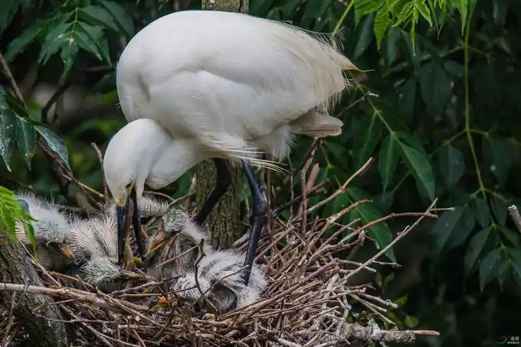 传几张刚孵出的鹭宝宝