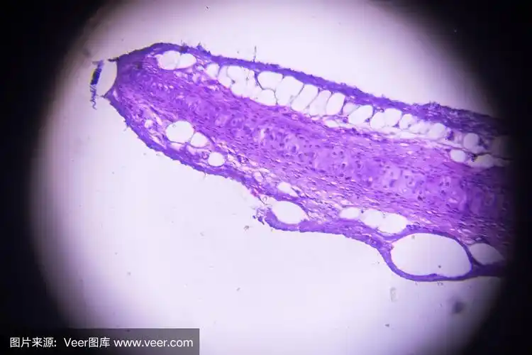 显微镜下透明软骨横切面