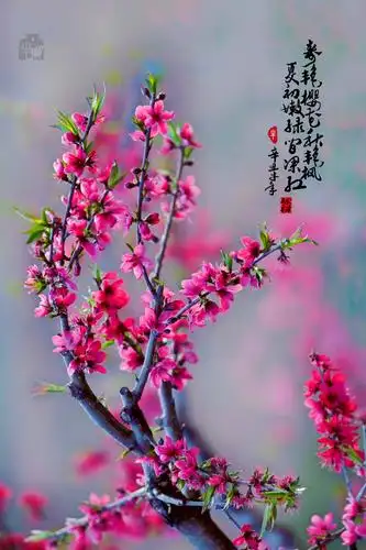 桃花朵朵开,就像人间仙境一般的美景,映入桃花别样红,原生态自然风景