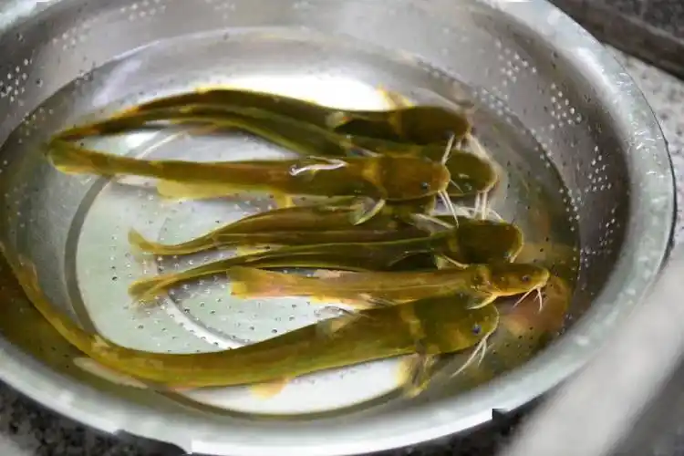 中国江鲜食材大全