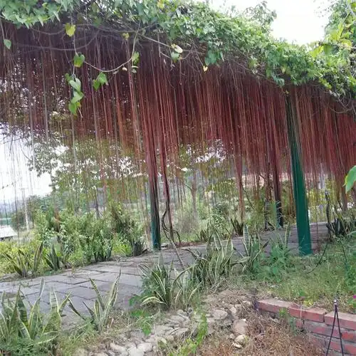 锦屏藤一帘幽梦小苗扦插条四季常绿藤本爬藤植物阳台盆栽基地混批