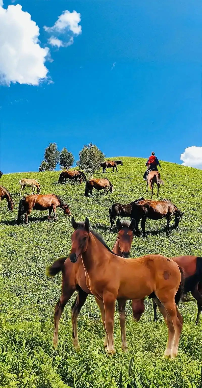 草原梦的灵魂,就在于她的美丽和自由,草原能让我心驰神往的,也正是