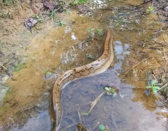 英德人这种鱼叫它辣锥卖到一百多一斤现在却越来越少见了