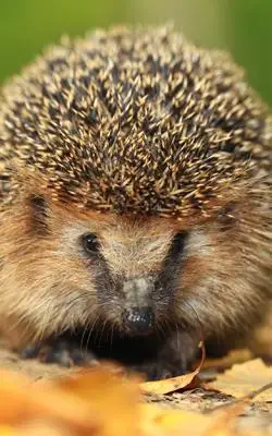 god snuffling around