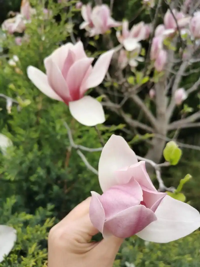 玉兰花 寓意着忠贞不渝的爱情 也寓意着真挚的友情 #大自然的 - 抖音