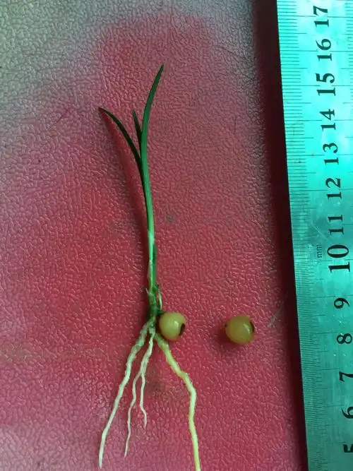 买了君子兰种子,发芽后是这样的,有谁认识这是什么植物吗?