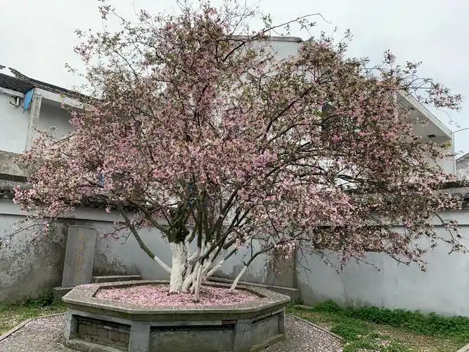 你曾经的世界是我眼中最美的风景之四——东坡海棠园