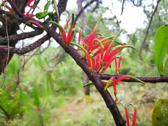 >正文松寄生味辛,性平,有祛风除湿,行气止痛,化痰止咳,杀虫止痒等功效