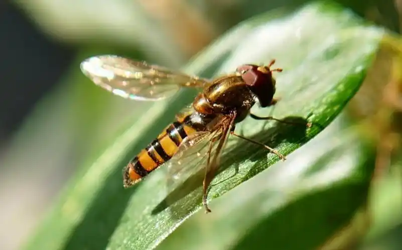 微距下的世界食蚜蝇的舐吸式口器