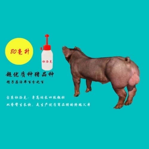 杜洛克猪种精大白长白猪精子人工授精猪种精原种