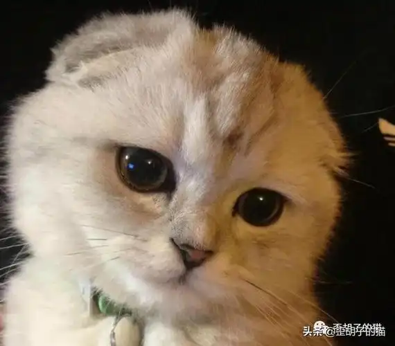 折耳猫和半折耳猫有区别吗(你真的了解可爱的折耳猫吗)(7)