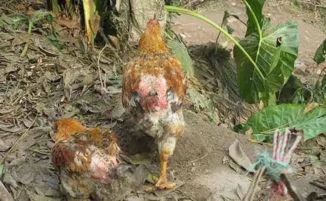 家里的鸡老是掉毛这个方法可以试试