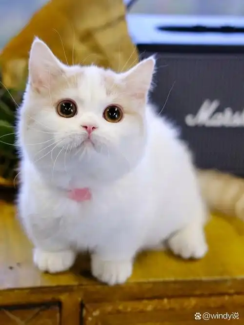 糖分太高,甜到发慌! 乳白曼基康矮脚猫!