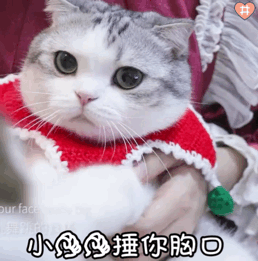 猫咪表情包动图 小泡芙表情包动图