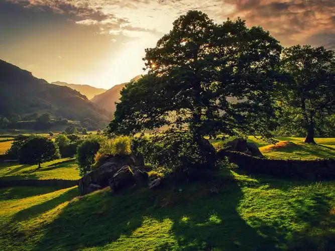 树壁纸图片 _ 图片网