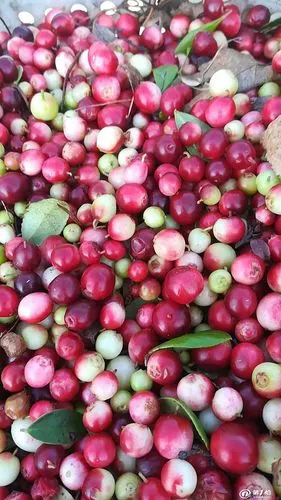 速冻红豆 大兴安岭野生速冻红豆