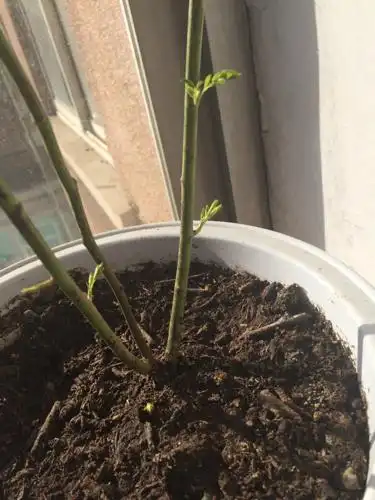 去年秋天买的蓝莓树,过了一个冬天中午发芽了!