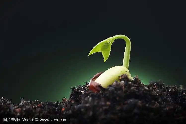 种子在绿色的背景下开始在泥土中发芽