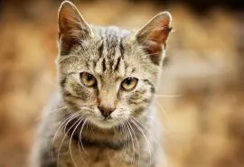 呆萌宠物猫咪犀利眼神搞笑可爱表情桌面壁纸(一)