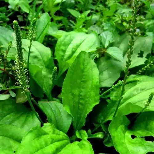 没想到车前草,竟然有.好处