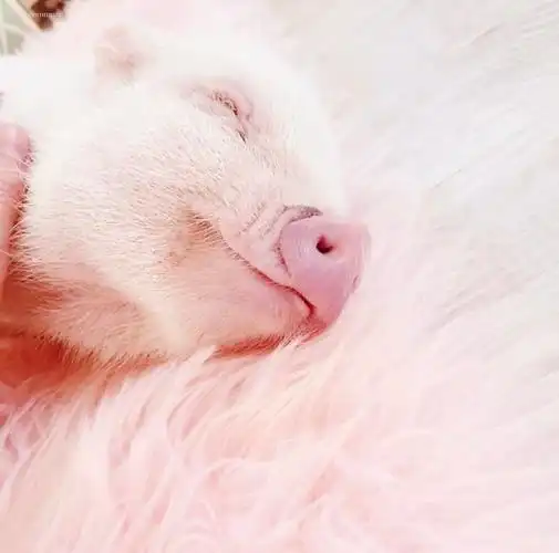 粉红小猪猪睡觉 - 就要做一只粉红粉红的小公主 _猪表情