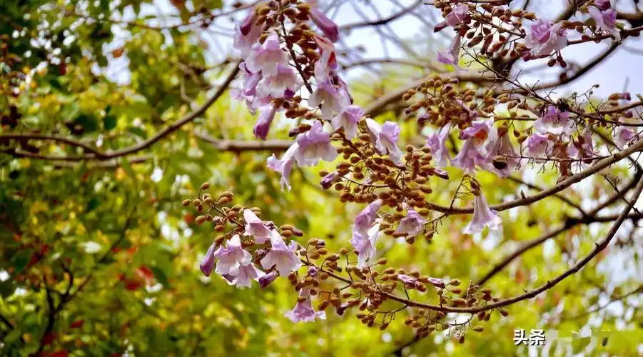 "凤翔千仞,非梧不栖",中国梧桐,为什么见不到了?_叶片_树木_果实