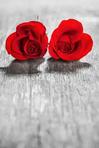 美丽的两朵红玫瑰