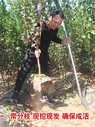 新品种美人醉李子苗嫁接果树苗脱毒南北方种植盆栽地栽当年结果