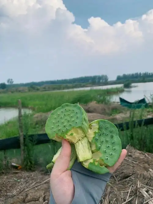 嫩莲子绝了清甜度满分