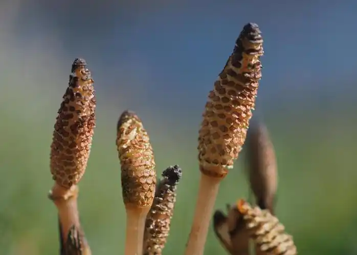 zd,zuiko,宏,f2,约翰逊,性质,木贼,马尾,蕨类植物,摄影马尾,棕色,三月