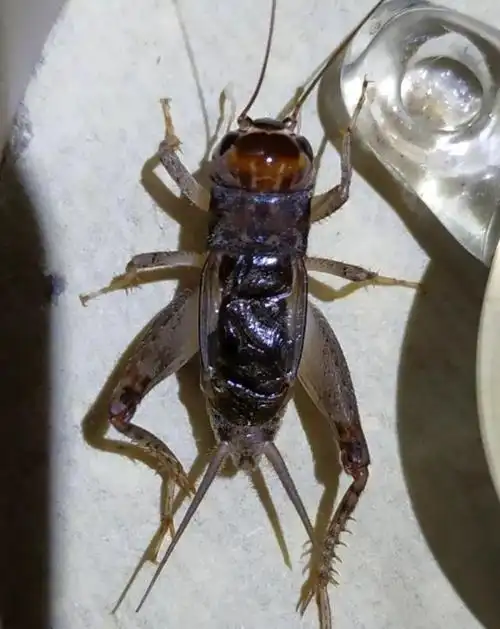 2019新虫收于宁阳宁津河北蟋蟀