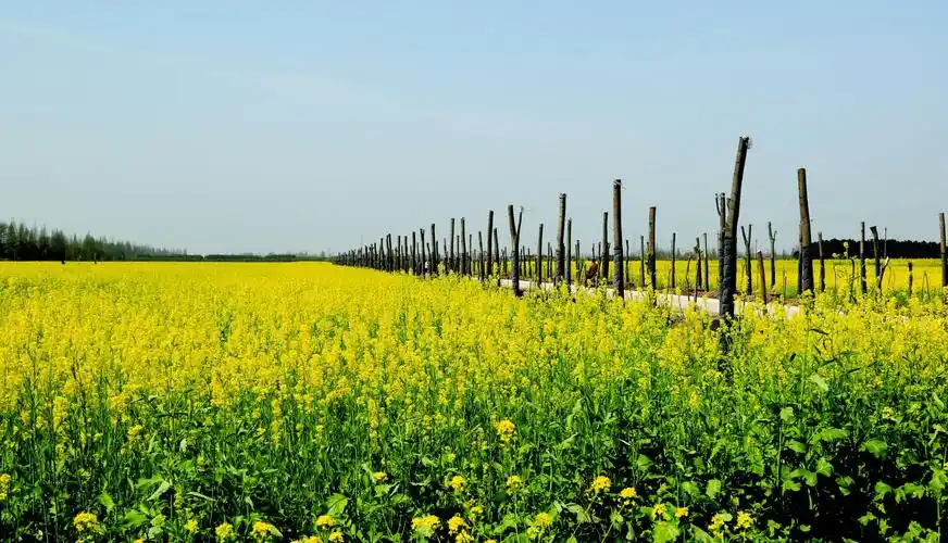 黄茅洲:春风绿 桃花红