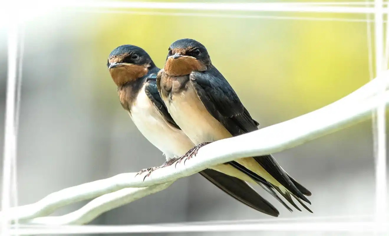 可爱的燕子图片桌面壁纸赏析