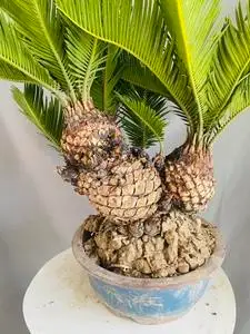 白鳞铁正宗白磷铁树盆景多头白鳞铁