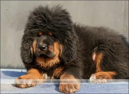 怎么鉴别藏獒幼犬是狮头还是虎头