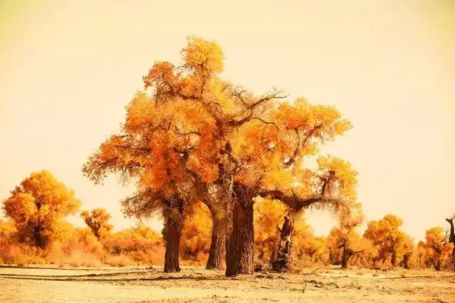 赞美胡杨林的唯美诗句的简单介绍