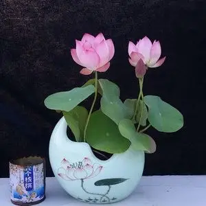 小鸟依人碗莲种藕小型荷花微型绿植盆栽阳台水培植物花卉迷你根.