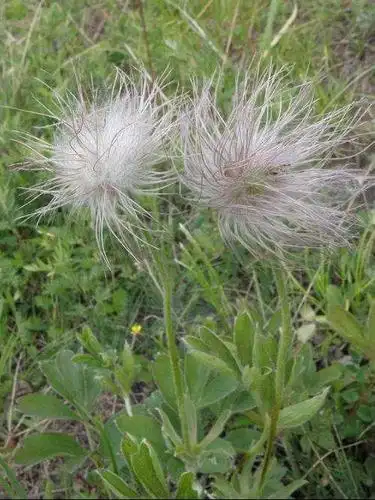 村民把"它"叫做"耗子草",学者则称作"白头翁",很美很珍贵