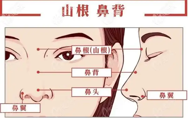 山根也称鼻根
